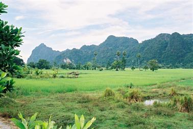 20 Thailand 2002 F1010013 Ausflug Krabi Reisfelder_478
